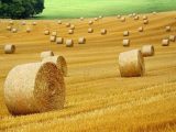 hay-bales-7387995_640